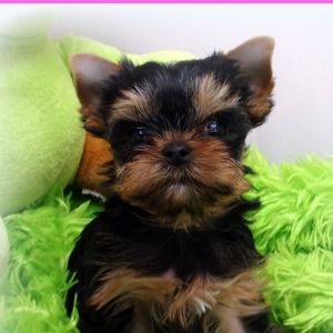 Meet your Posher, Debra